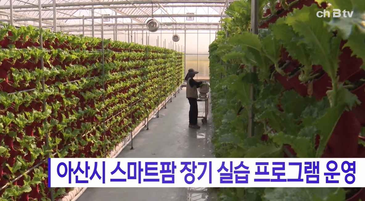 [Btv 중부뉴스] 아산시 스마트팜 장기 실습 프로그램 운영