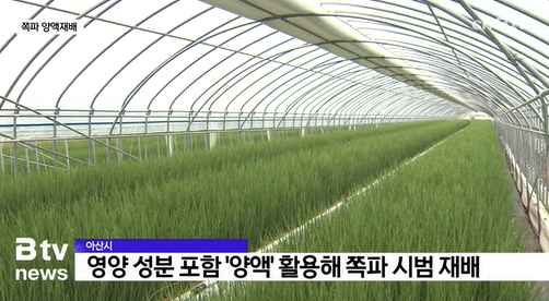 [Btv 중부뉴스] 아산 '쪽파' 양액재배 성과… 농가 20곳으로 확대